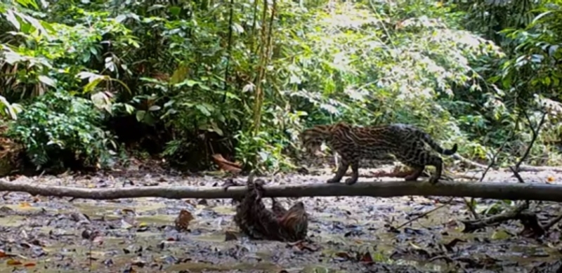 Медлительный ленивец дал отпор хищнику из семейства кошачьих (ВИДЕО)