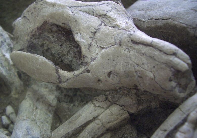 Уникальная находка в Китае: Млекопитающие охотились на динозавров!