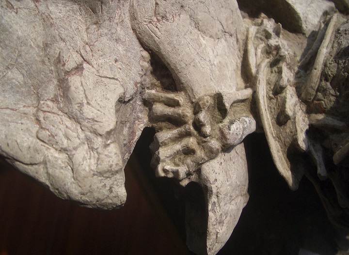 Уникальная находка в Китае: Млекопитающие охотились на динозавров!