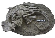 Уникальная находка в Китае: Млекопитающие охотились на динозавров!