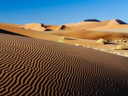 В пустыне Намиб археологи обнаружили древний оазис