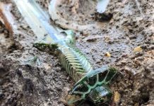 3000-летний меч в хорошем состоянии нашли в Германии