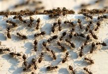 Агрессивные муравьи наводняют Европу