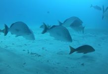 Блогер погрузил экншн-камеру под круизный лайнер, запечатлев удивительную жизнь на дне океана