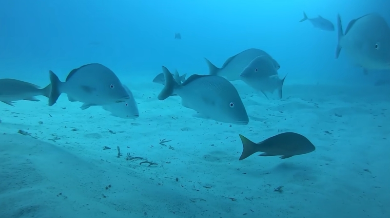 Блогер погрузил экншн-камеру под круизный лайнер, запечатлев удивительную жизнь на дне океана