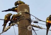 Аргентинский город борется с нашествием попугаев