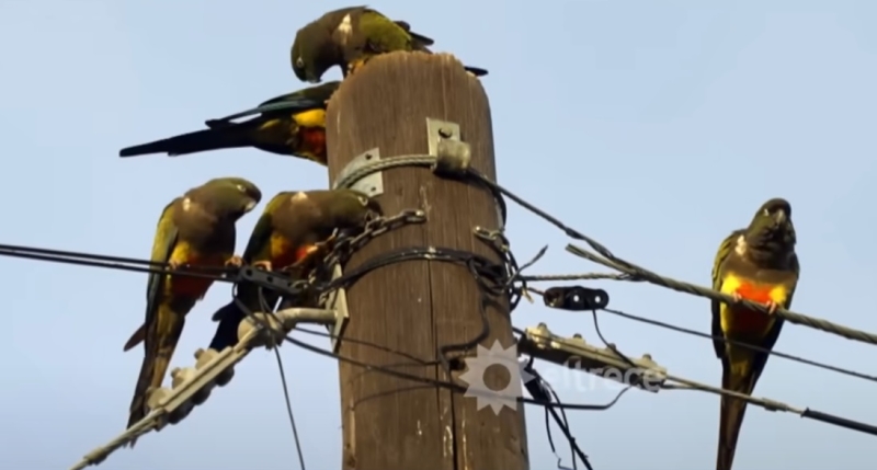 Аргентинский город борется с нашествием попугаев