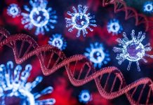 Древние вирусы в нашей ДНК активизируются во время беременности