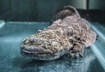 Китайская гигантская саламандра может состоять из девяти различных видов