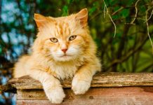 Кошки «подслушивают» наши разговоры и быстро учатся языку, обнаружили ученые