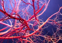 Научный миф о кровеносных сосудах: как ложь стала истиной