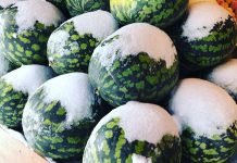 Российские полярники впервые вырастили арбузы в Антарктиде