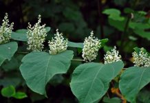 Российские ученые раскрыли удивительные свойства трех обычных растений