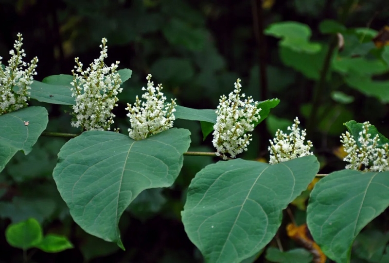 Российские ученые раскрыли удивительные свойства трех обычных растений