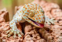 Ученые обнаружили у гекконов скрытое «шестое чувство»