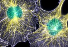 Ученые выяснили, как организм очищается от мёртвых клеток