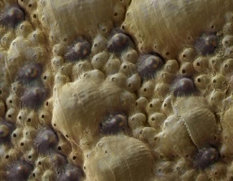 Уникальное зрение хитонов: тысячи крошечных глаз на панцире позволяют распознавать формы и свет