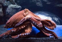 Загадка осьминога, который поставил под сомнение представления ученых о сознании