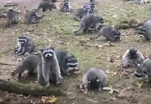 Женщина вызвала полицию из-за нашествия енотов