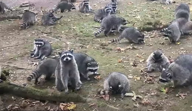 Женщина вызвала полицию из-за нашествия енотов