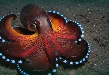 Будущее Земли: Осьминоги как наследники человеческой цивилизации?