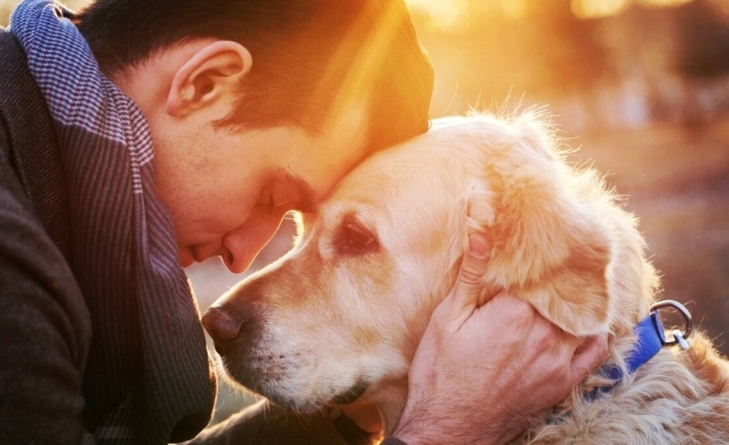 Когда собака и человек смотрят друг другу в глаза, их мозги синхронизируются