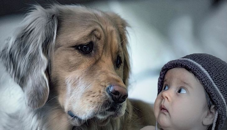 Когда собака и человек смотрят друг другу в глаза, их мозги синхронизируются