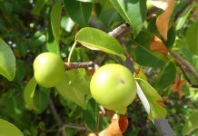 Манцинелла – смертельно красивое дерево