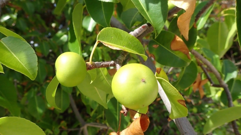 Манцинелла &ndash; смертельно красивое дерево