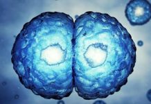 Рак — эволюционное заболевание: что это значит?