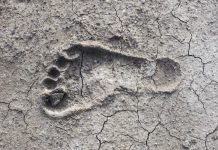 Ученые обнаружили в одном месте следы двух видов гоминидов возрастом 1,5 миллиона лет