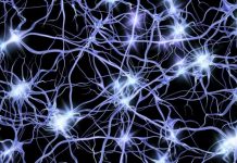 Ученые открыли уникальный механизм обмена сообщениями между нейронами