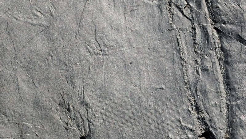 В Альпах туристы случайно обнаружили окаменелости существ, которые жили до появления динозавров