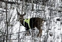 Загадочный олень в яркой куртке стал местной знаменитостью
