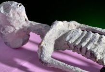 Эксперты выяснили, что предсталяют собой «мумии инопланетян» в Перу