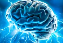 Миллионы лет мозг человека развивался постепенно, а не рывками: новое исследование