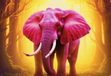 «Не думай о розовом слоне»: как афантазия меняет восприятие мыслей