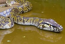 Огромный сетчатый питон напугал жителей Таиланда