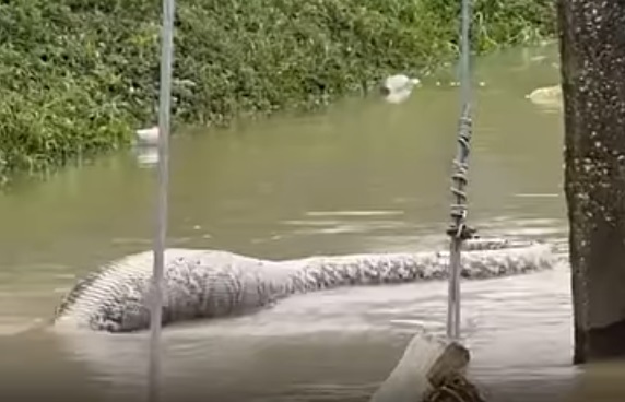 Огромный сетчатый питон напугал жителей Таиланда