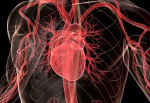 Ученые обнаружили у сердца сложную нервную систему