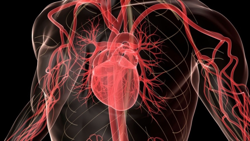 Ученые обнаружили у сердца сложную нервную систему