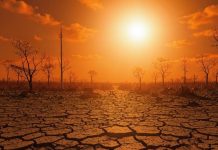 2024 год стал самым жарким за всю историю метеорологических наблюдений