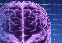 Мозг свиньи оживает: как нейробиологи меняют представления о смерти