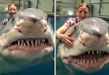 Нейросеть DeepSeek вызвала переполох на американском фондовом рынке