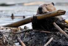 Бобры за 2 дня построили плотины, которые власти Чехии собирались возвести в течение 7 лет