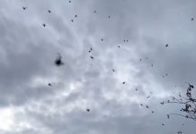 Пауки снова захватили бразильское небо