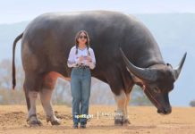 Самый высокий буйвол в мире по имени Кинг-Конг живет в Таиланде