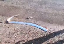 Таинственный гость из глубин: сельдяной король снова появился у берегов Мексики