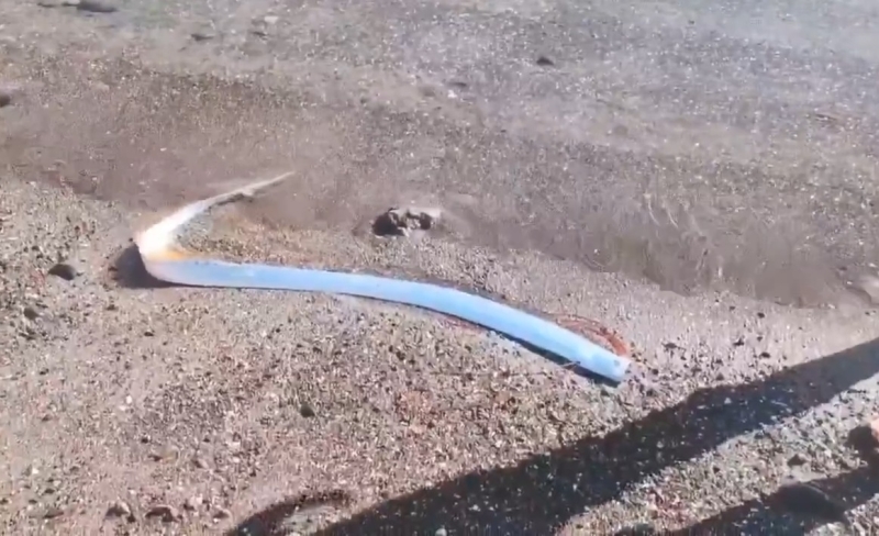 Таинственный гость из глубин: сельдяной король снова появился у берегов Мексики