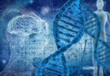 Уникальный ген NOVA1 повлиял на эволюцию человеческого языка, считают ученые